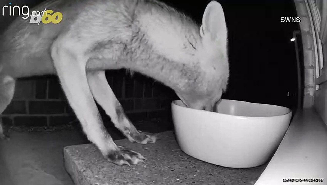 Crazed Kitten Goes Berserk on Much Larger Fox Trying To Get Food!