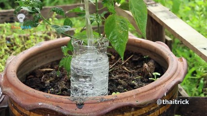 Creative Ideas With Plastic Bottles - Thaitrick