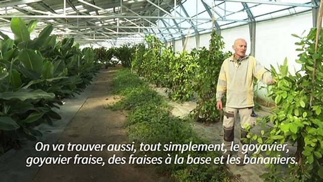 En Occitanie, un circuit court et bio de fruits et légumes exotiques