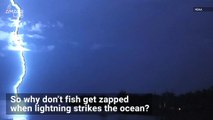 Lightning Strikes Water All The Time. Why Doesn’t That Kill The Nearby Fish?