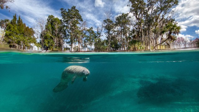 Florida's Manatees Are Dying at Record Rates — Here's How You Can Help