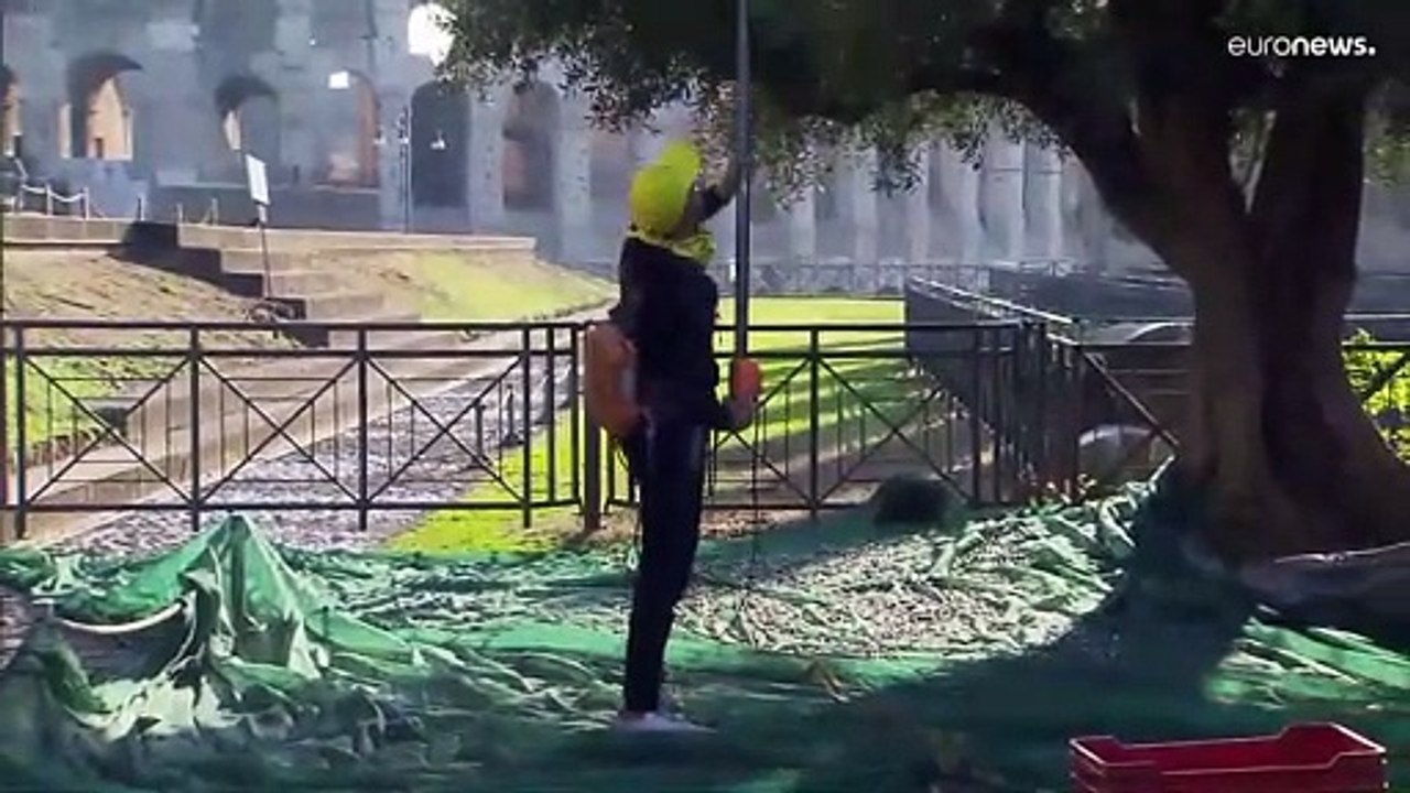 Köstlickeit im Schatten des Kolosseums: Roms 1. Olivenöl