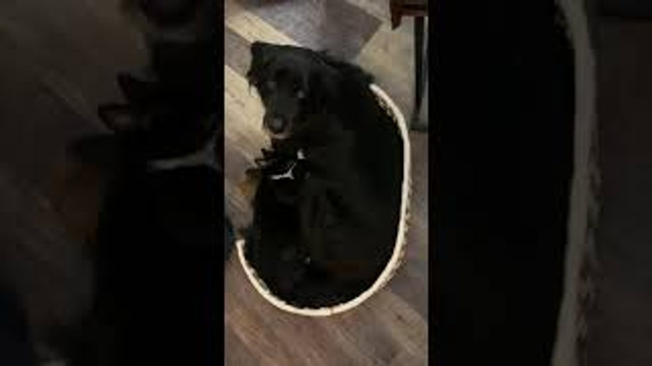 Pup Pleads for Personal Space