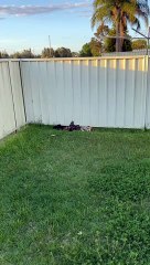 New Puppy Neighbors Peek Under Fence