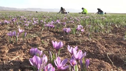 HORASAN-İ REZEVİ  - İran'da kuraklık nedeniyle "kızıl altın" safranın çiçekleri açmadı