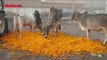 Coronavirus Lockdown Reduces Flowers To Cattle Feed, Thousands In Floriculture Hit Hard