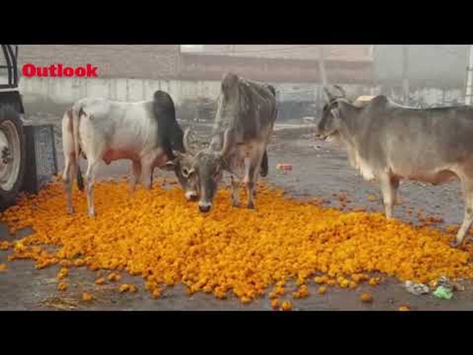 Coronavirus Lockdown Reduces Flowers To Cattle...