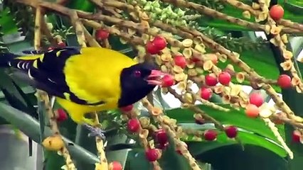 Black Hooded Oriole (Oriolus Xanthornus)