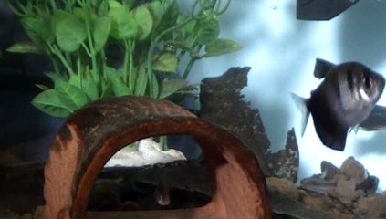 【Lamu chan】3599【ラムちゃん】