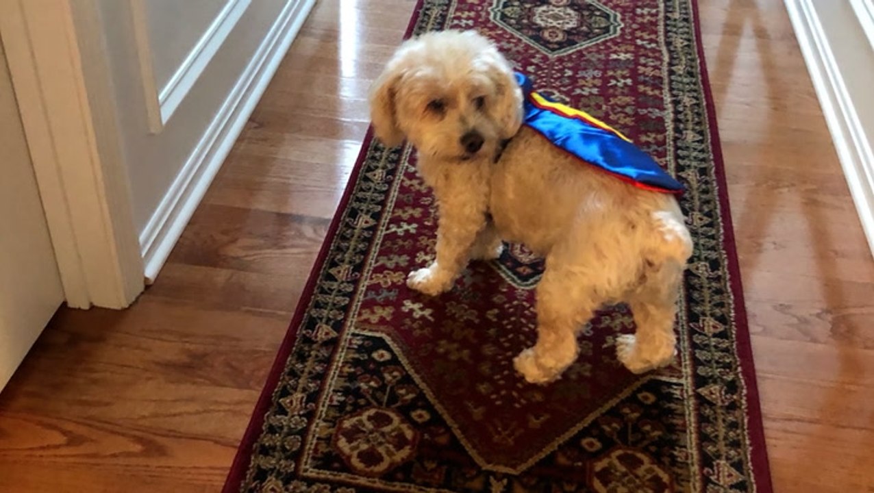 How to keep your pets safe from scares this Halloween