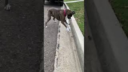 Brindle Boxer Goes With The Flow