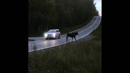 Moose Slips and Falls in Front of Car
