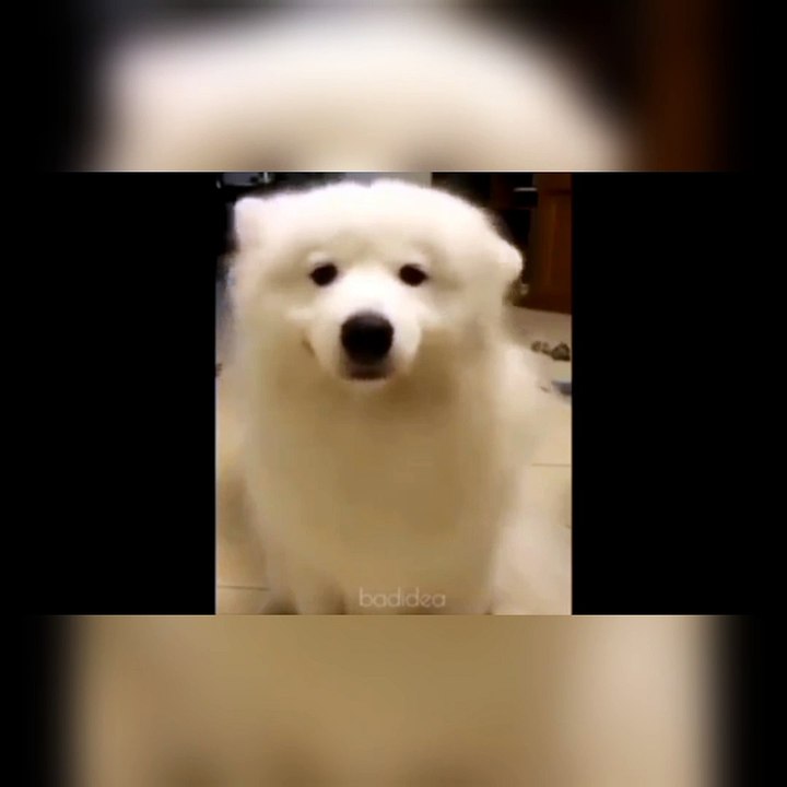 Funny moment dog