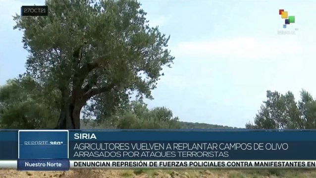Agricultores sirios recuperan tierras para el cultivo de olivos en beneficio de la economía