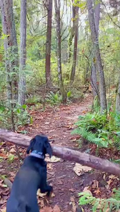Pup Picks Up Giant Stick