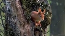 英國紅松鼠的生態紀錄