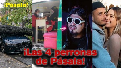Aquí están las 4 perronas de Pásala