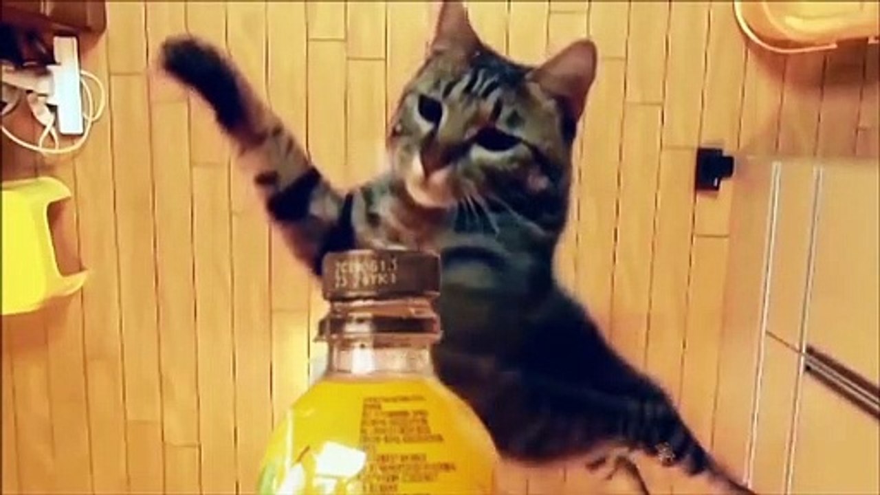Baby Cats - Cute and Funny Cat Videos Compilation #23