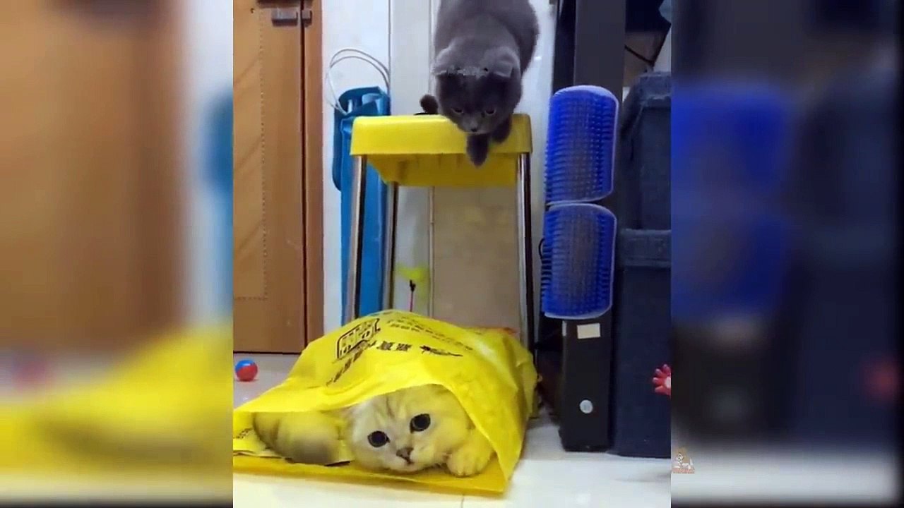 Baby Cats - Cute and Funny Cat Videos Compilation #25
