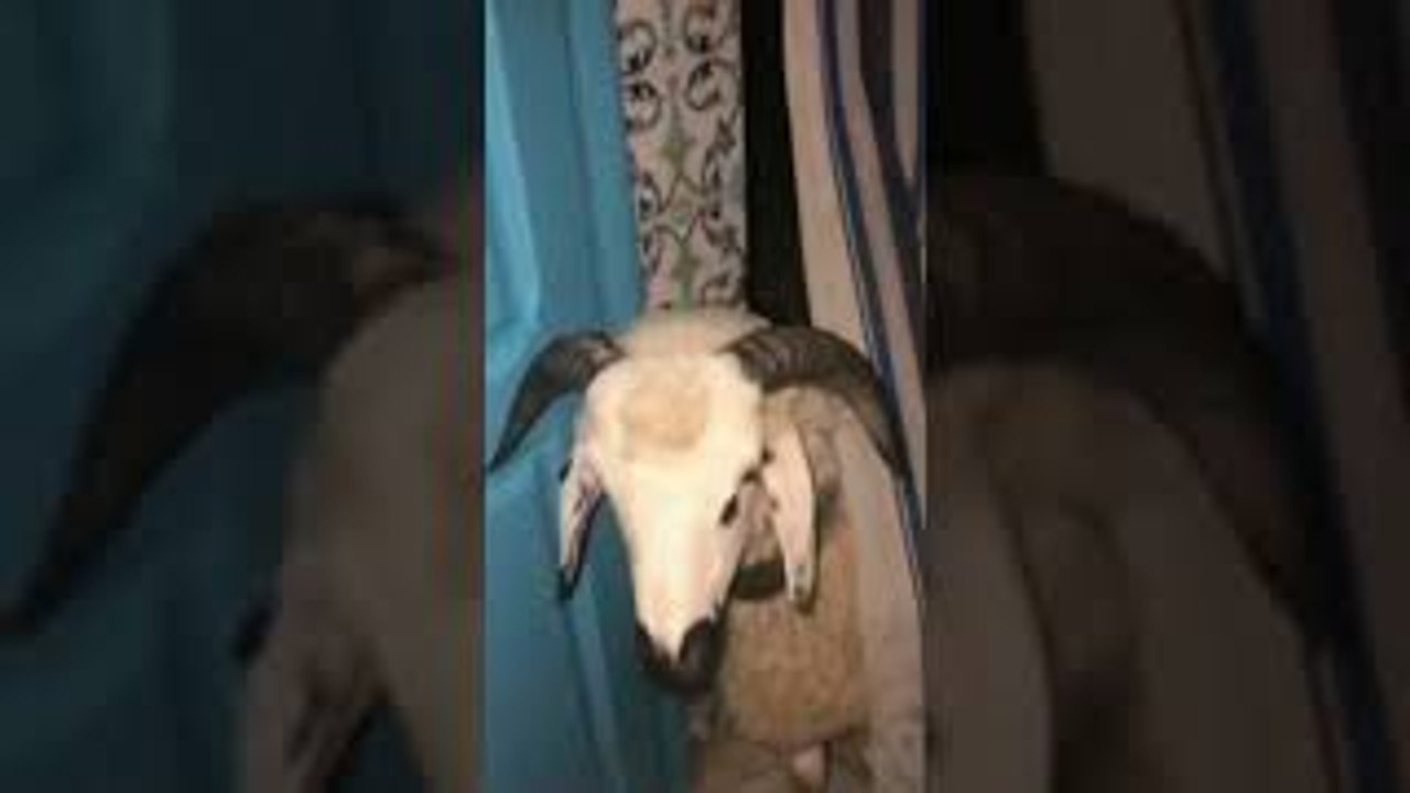 When Your Alarm Clock Is a Goat