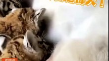 拉不拉多當了"虎"媽