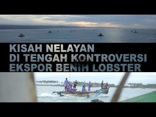 Kisah Nelayan di Tengah Kontroversi Ekspor Benih Lobster