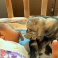 Baby Cats - Cute Cats - Adorable Cats - Funny Cats Compilations PART 14