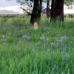 Baby Cats - Cute Cats - Adorable Cats - Funny Cats Compilations PART 13