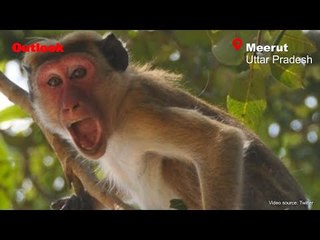Monkey Snatches Samples Of Suspect Covid-19 Patients in Meerut, Triggers Panic