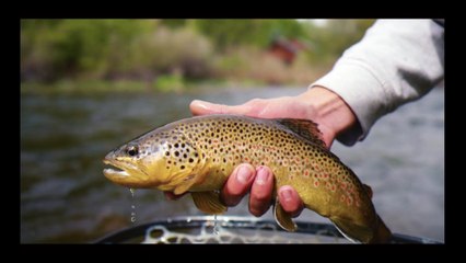 You can understand the rules of fishing by watching the video