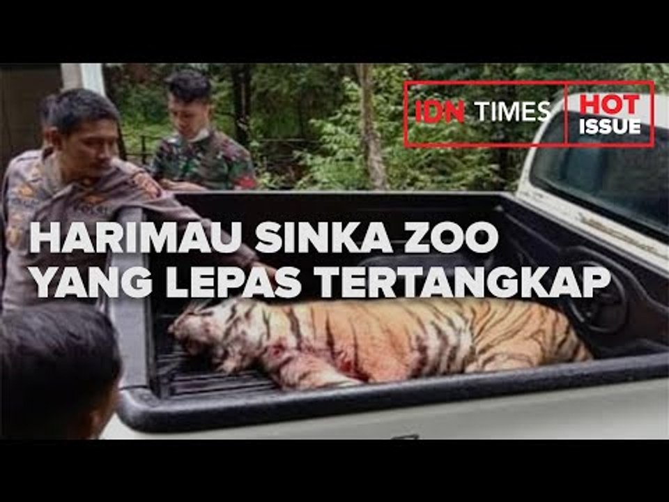 TANGKAP HARIMAU SINKA ZOO YANG LEPAS, PETUGAS BKSDA TAK TIDUR 36 JAM