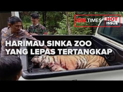 TANGKAP HARIMAU SINKA ZOO YANG LEPAS, PETUGAS BKSDA TAK TIDUR 36 JAM