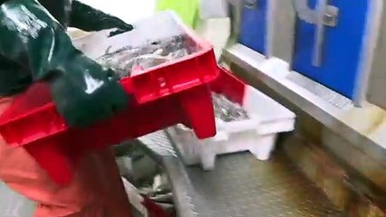 Ultimátum de Francia al Reino Unido por las licencias de pesca en el Canal de la Mancha