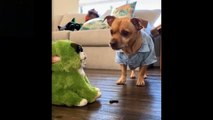 Cute And Funny Pets _ Try Not To Laugh To These Pets Compilation