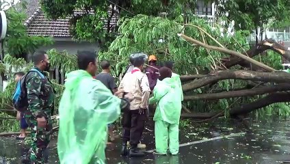 Angin Kencang di Jember Mobil Hancur Tertimpa Pohon