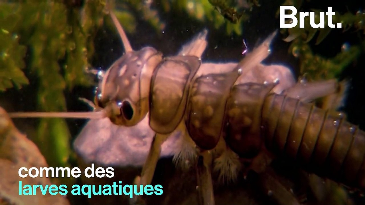 Le rat-trompette, l'un des animaux les plus mystérieux d’Europe