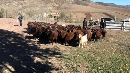 Çiftçinin 50 yıllık hayali gerçek oldu