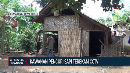 Kawanan Pencuri Sapi Terekam CCTV, 2 Ekor Raib