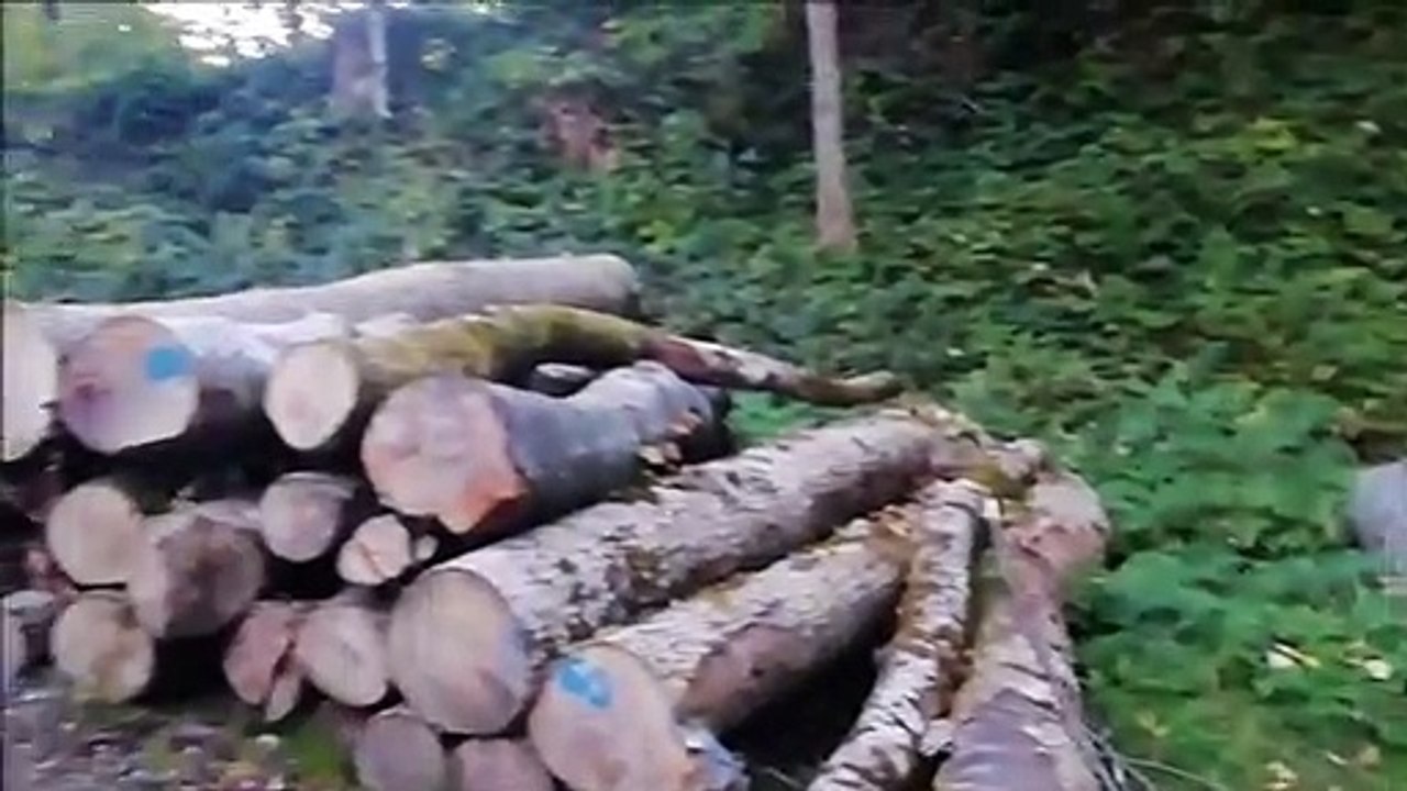 lost Place im Herbet die Alttrauchburg