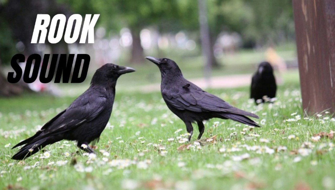 Rook Bird Voice Sound | Crow Call Sound Effect Loud | Kingdom Of Awais