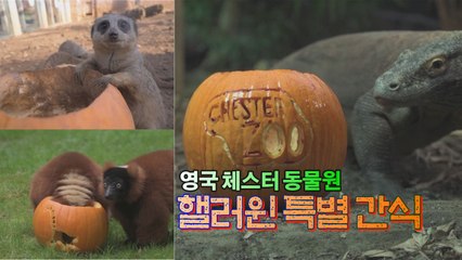 [세상만사] 영국 체스터동물원이 마련한 핼러윈 특별 간식 / YTN