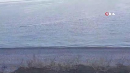 Yaban domuzunu 'Van Gölü Canavarı' sandılar