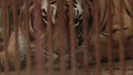 Liberado un tigre que era maltratado en un club privado de Ucrania
