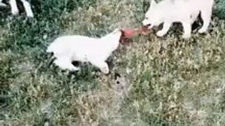 How about my Siberian Husky puppies herd | Herd of Husky puppies | cute husky puppies doing cute things | babby husky | baby husky puppies  | agouti husky