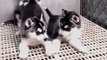 so cute husky puppies playing each other | cute pack of huskies | Siberian husky puppies doing cute things | amazing dog babies playing | cute puppies