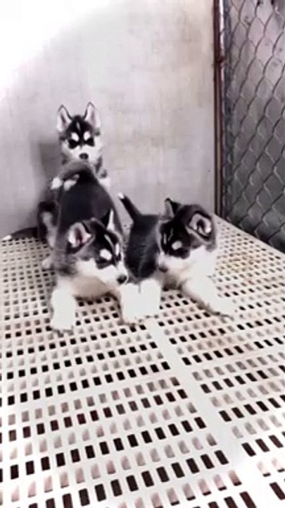 so cute husky puppies playing each other | cute pack of huskies | Siberian husky puppies doing cute things | amazing dog babies playing | cute puppies