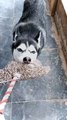 This is mine give me this | cute husky dog playing | cutest dogs ever