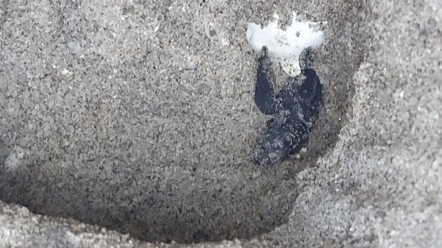 Panama : nés en écloserie, les bébés tortues conduits à l'océan