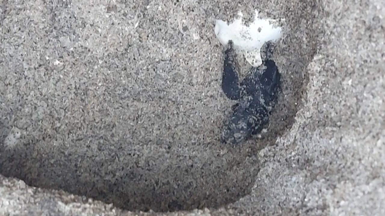 Panama : nés en écloserie, les bébés tortues conduits à l'océan