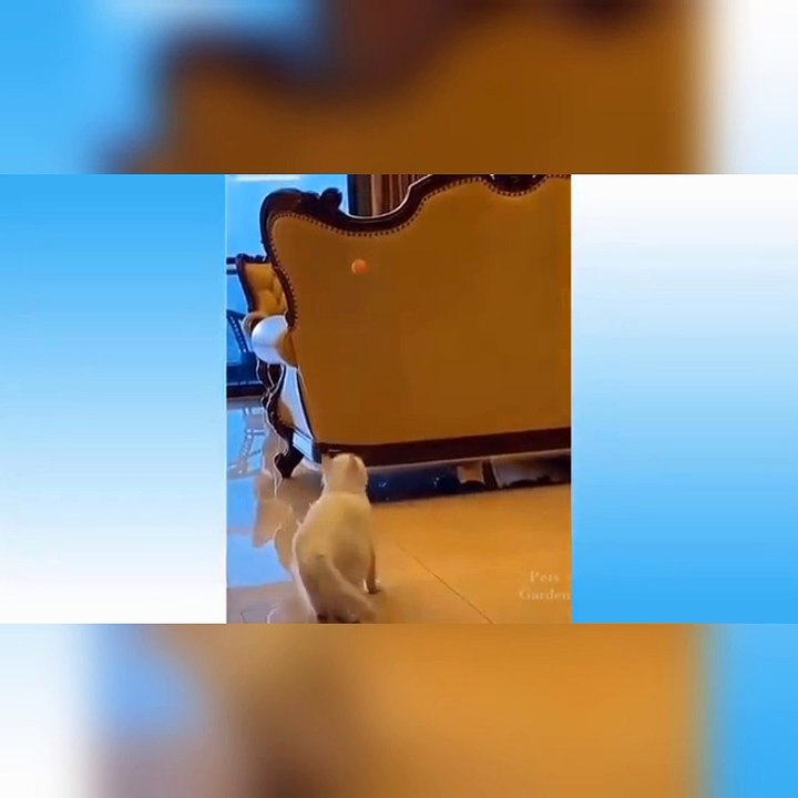 Complication funny moment animal